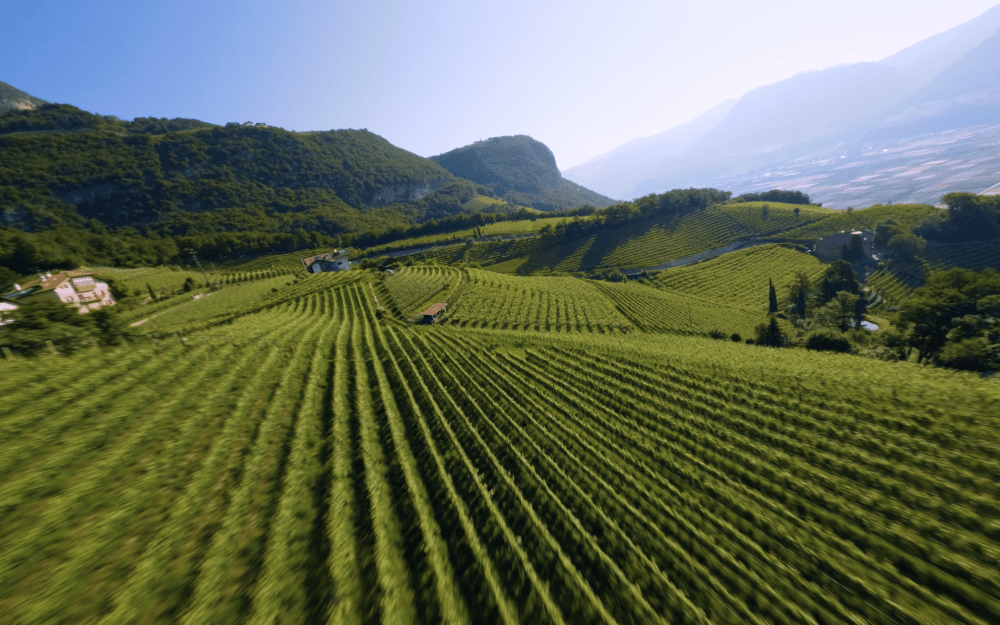 Penone-Hofstatt-Rain Penone-Hofstatt-Rain