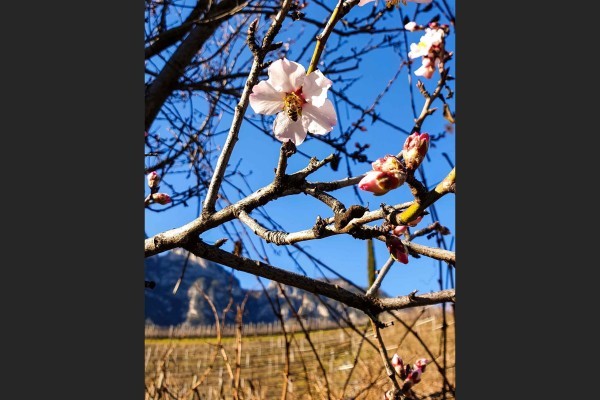 Blühender Mandellbaum mit Biene
