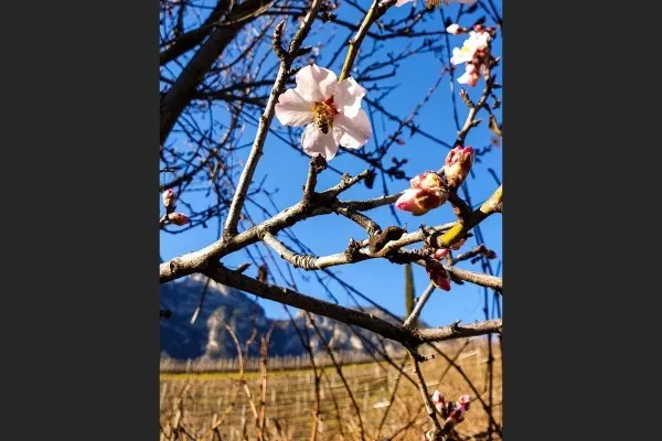 Mandorlo in fiore