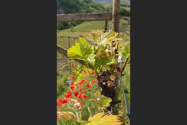 Germogliamento della vite