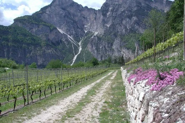 Muretto a secco a Favogna