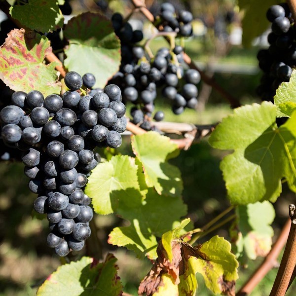 Blauburgunder Traube Blauburgunder Traube