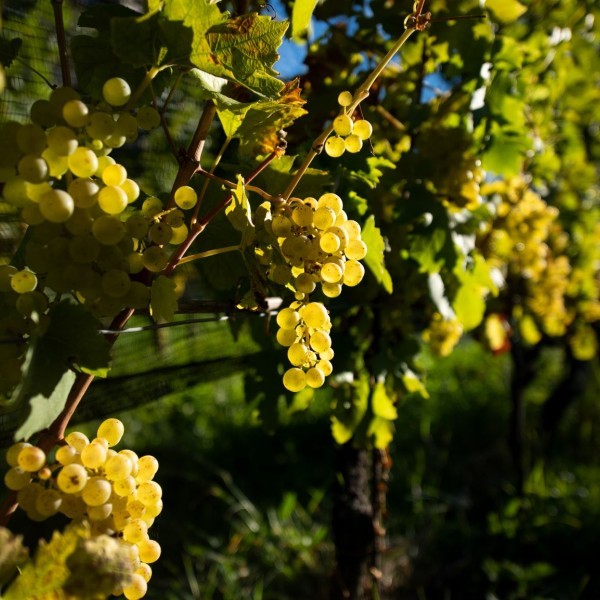 harvest_Feldmarschall von Fenner_Fennberg harvest_Feldmarschall von Fenner_Fennberg