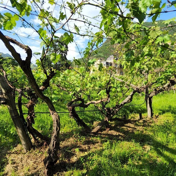 Stubengüter Pergola Stubengüter Pergola