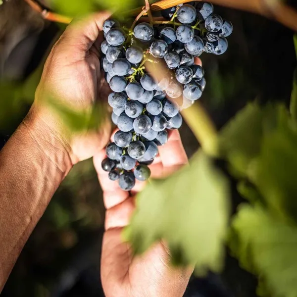 Stubengüter Pergola 