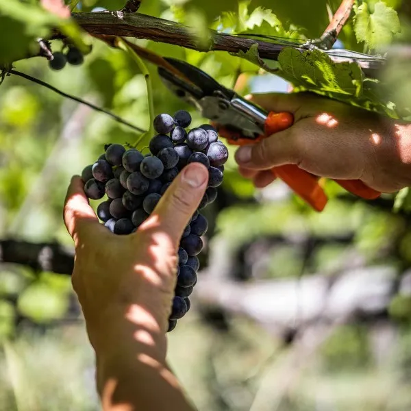 Pinot Nero