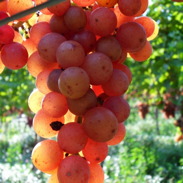 Gewürztraminer Traube Gewürztraminer Traube