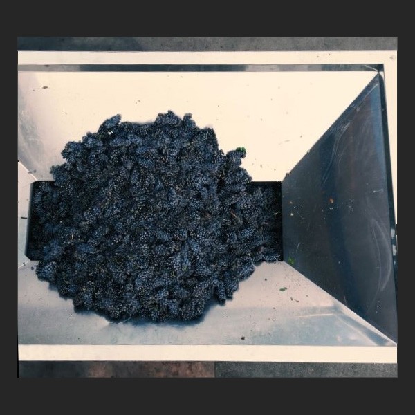 Blauburgunder Trauben während Verarbeitung Blauburgunder Trauben während Verarbeitung