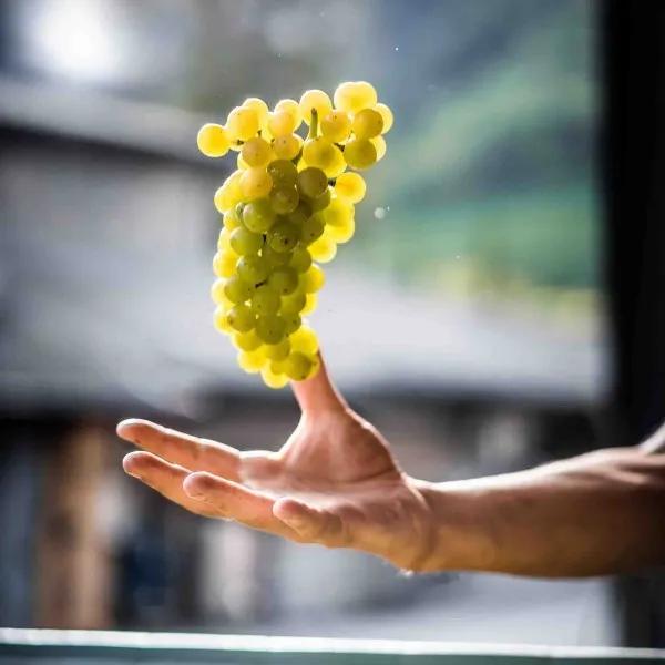 Sauvignon Blanc Traube