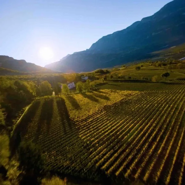 Mazon | Pinzon | Glen