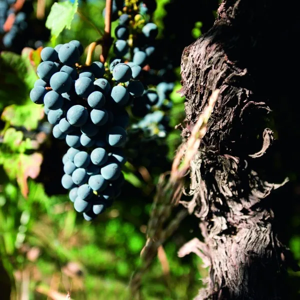 Toren Cabernet Sauvignon_vine and grapes