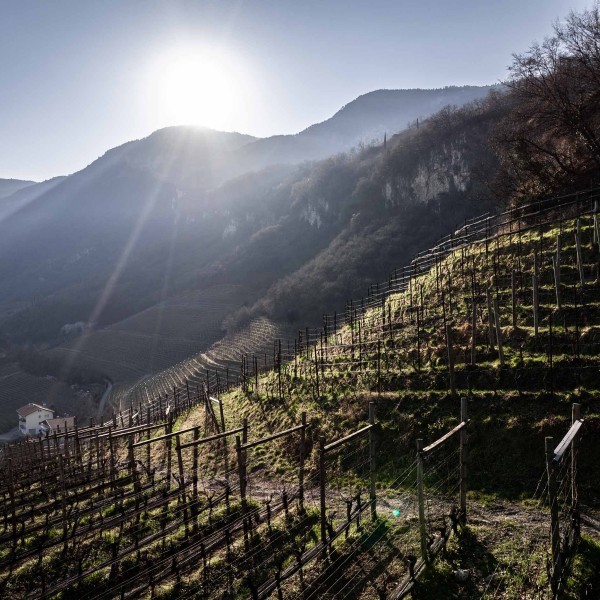 ▷ Ad Tempus Vigna Toren Cabernet Sauvignon Riserva AD ▷ Ad Tempus Vigna Toren Cabernet Sauvignon Riserva AD
