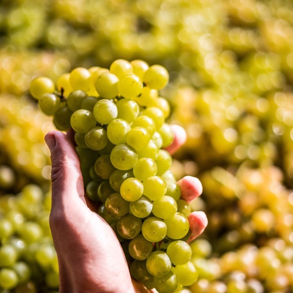Sauvignon Blanc Sauvignon Blanc