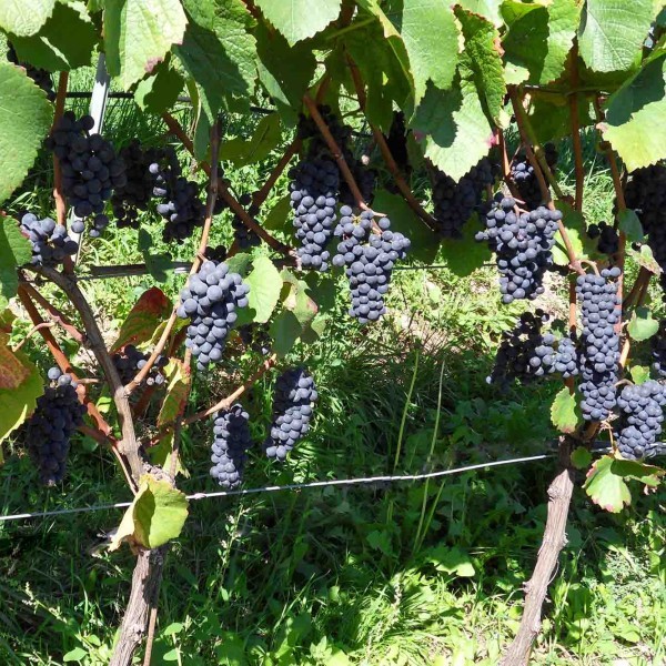 Blauburder Rebstock mit Trauben Blauburder Rebstock mit Trauben