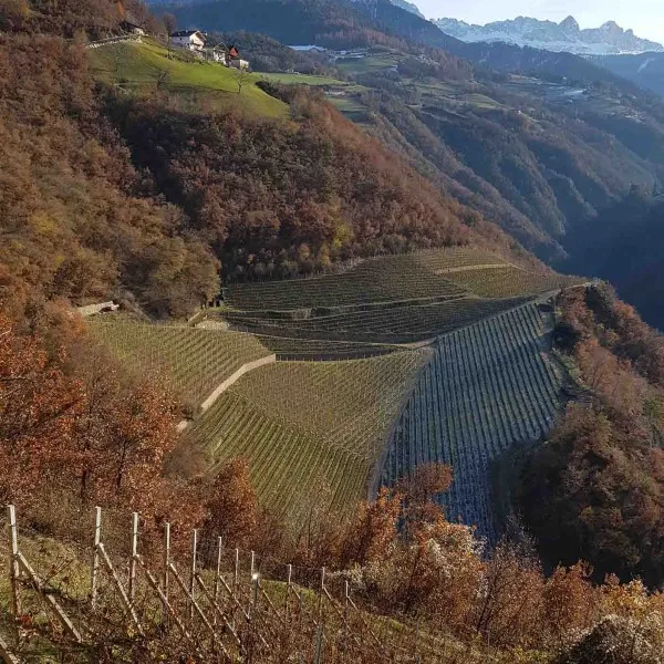 Weinberge Völser Aicha